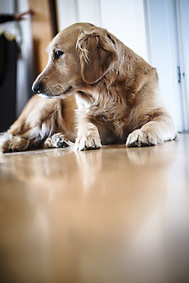 포토 JPG 해외이미지 동물 백그라운드 놀이 바닥 주택 실내 사람없음 친구 반려동물 우정 방 황금 개 골든리트리버 리트리버 래브라도리트리버 리빙 송곳니 거짓말 고립 기르기 신앙심 유래 해외202004 해외포토 포유류 관계 내부 건물 치아 돌봄 파일형식 이미지허브