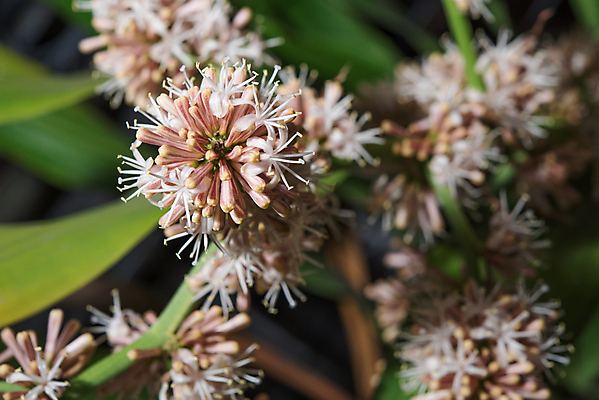 포토 JPG 해외이미지 나무 식물 꽃 화초 백그라운드 잎 자연 건강 사람없음 장식 빨간색 초록색 환경 정원 벚꽃 신선 닫기 망토 해외202004 해외포토 컬러 모션 생태계 파일형식 이미지허브