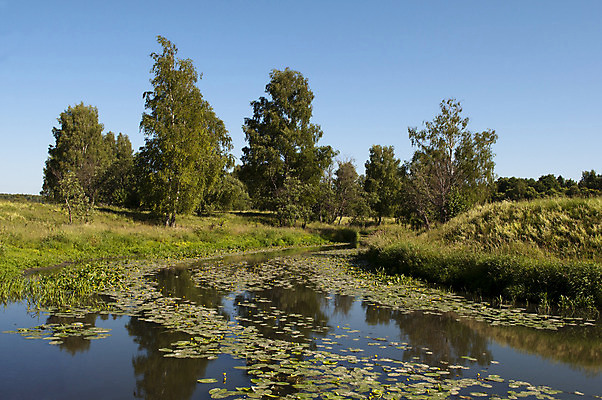 포토 JPG 해외이미지 나무 식물 호수 여행 잎 자연 지팡이 낚시 갈대 풍경 사람없음 야외 초록색 물 여름 강 햇빛 반사 환경 맑음 시골 숲 강가 러시아 해외202004 해외포토 자연요소 계절 유럽 컬러 레저 날씨 태양 생태계 파일형식 이미지허브