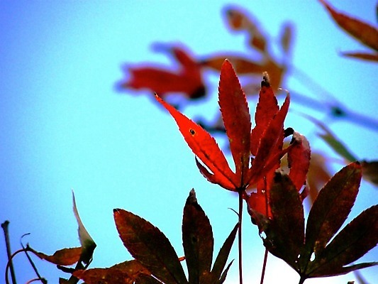 포토 JPG 해외이미지 나무 아시아 여행 단풍 잎 태국 자연 하늘 산 사람없음 야외 빨간색 파란색 컬러풀 정원 신선 숲 해외202004 해외포토 식물 나라 컬러 생태계 파일형식 이미지허브