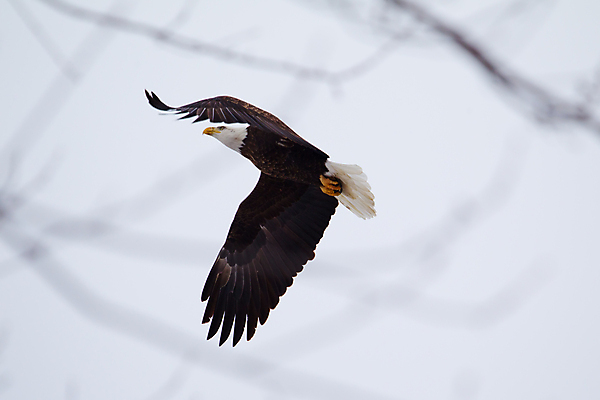 포토 JPG 해외이미지 주간 야생동물 어류 사람없음 야외 독수리 발톱 흰머리독수리 해외202004 해외포토 자연요소 동물 발 조류 수중동물 파일형식 이미지허브