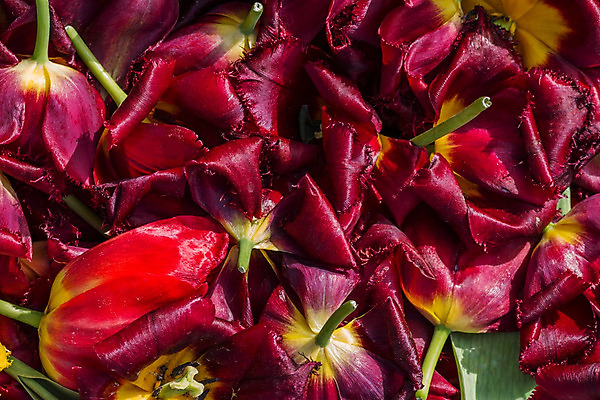 포토 JPG 해외이미지 식물 계절 꽃잎 꽃 분홍색 백그라운드 잎 꽃무늬 오렌지 자연 사람없음 빨간색 초록색 여름 컬러풀 노란색 정원 보라색 봄 활발 튤립 벚꽃 신선 자르기 배열 해외202004 해외포토 컬러 컨셉 무늬 과일 모션 생태계 파일형식 이미지허브