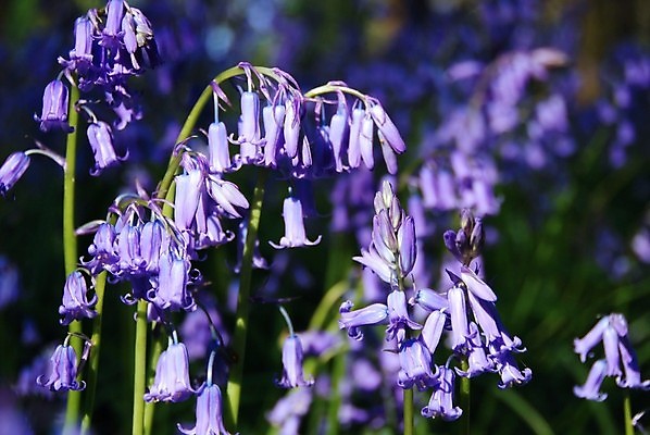 포토 JPG 해외이미지 꽃 영국 잉글랜드 사람없음 파란색 봄 블루벨 삼림지대 해외202004 해외포토 식물 계절 유럽 컬러 숲 파일형식 이미지허브