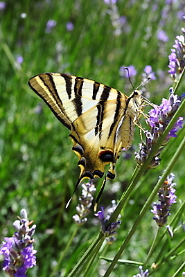 포토 JPG 해외이미지 식물 동물 디자인 계절 꽃잎 꽃 분홍색 나비 곤충 백그라운드 잎 꽃무늬 패턴 날개 오렌지 자연 사람없음 야외 빨간색 초록색 여름 빛 컬러풀 노란색 정원 맑음 보라색 검은색 봄 벚꽃 신선 싱글 향 라벤더 내추럴 프로방스 해외202004 해외포토 컬러 무늬 과일 날씨 허브 생태계 파일형식 이미지허브