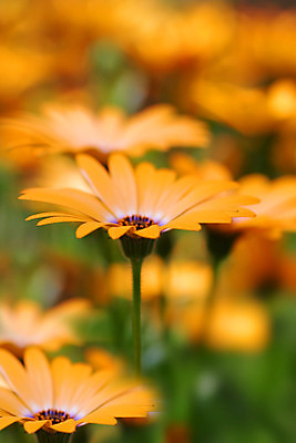 포토 JPG 해외이미지 식물 계절 꽃잎 꽃 백그라운드 컨셉 오렌지 자연 새로움 씨앗 사람없음 빛 노란색 환경 정원 봄 성장 벚꽃 시골 신선 닫기 작음 데이지 꽃가루 부드러움 생태학 해외202004 해외포토 교육 컬러 과일 모션 감각 크기 가루 생태계 파일형식 이미지허브