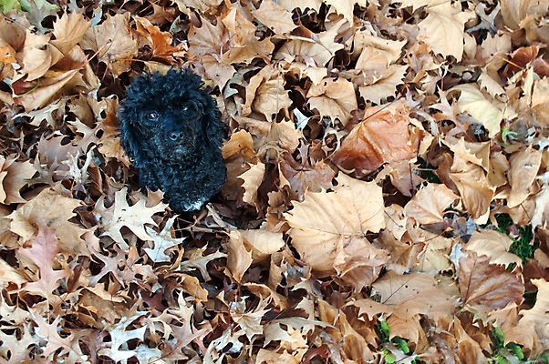 포토 JPG 해외이미지 잎 사람없음 반려동물 검은색 가을 개 강아지 푸들 해외202004 해외포토 식물 동물 계절 컬러 포유류 파일형식 이미지허브