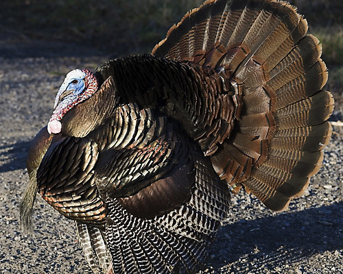 포토 JPG 해외이미지 남자 야생동물 자연 조류 사람없음 야외 봄 숲 11월 추수감사절 칠면조 짝짓기 해외202004 해외포토 동물 계절 기독교 사람 날짜 생태계 파일형식 이미지허브