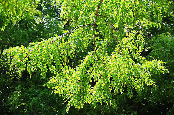 포토 JPG 해외이미지 나무 식물 줄기 백그라운드 잎 패턴 자연 휴식 사람없음 야외 목재 빛 노란색 환경 활발 성장 신선 황무지 황금 숲 질감 서식지 내추럴 아카시아 생태학 해외202004 해외포토 교육 컬러 컨셉 무늬 재료 생태계 파일형식 이미지허브