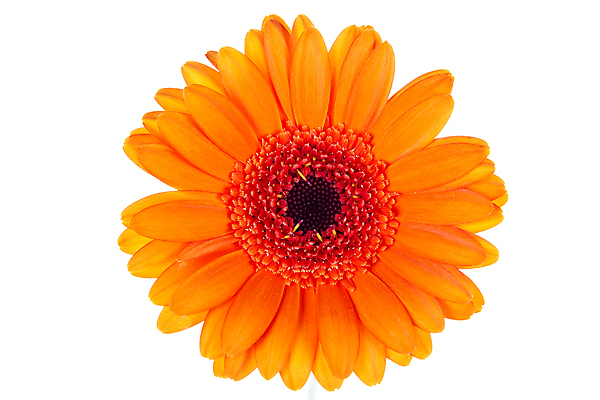 포토 JPG 해외이미지 식물 꽃잎 꽃 자연 사람없음 햇빛 노란색 정원 맑음 흰색 닫기 묘사 원예 고립 넘어짐 블러 카피스페이스 해외202004 해외포토 컬러 모션 날씨 취미 태양 공백 생태계 파일형식 이미지허브