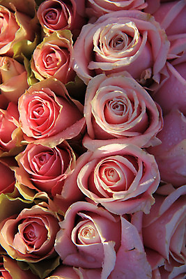 포토 JPG 해외이미지 식물 꽃잎 꽃 분홍색 꽃다발 결혼 백그라운드 자연 결혼식 사랑 사람없음 장식 초록색 장미 축하 그룹 배열 질감 파스텔톤 해외202004 해외포토 감정 컬러 컨셉 이벤트 생태계 파일형식 이미지허브