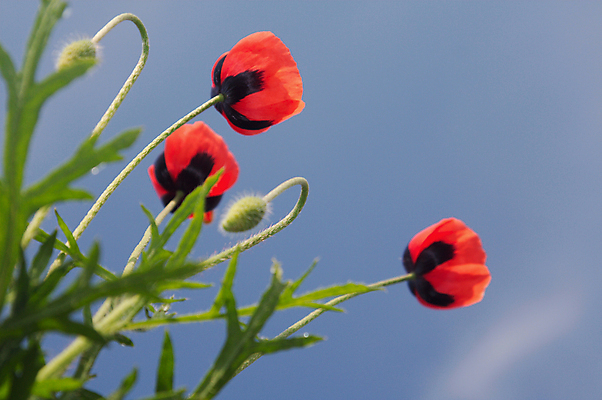 포토 JPG 해외이미지 식물 구름 꽃잎 꽃 잎 채소 자연 하늘 기술 씨앗 풍경 사람없음 빨간색 초록색 여름 파란색 태양 머리 침묵 뜨거움 장면 양귀비 깊이 해외202004 해외포토 자연요소 계절 컬러 신체부위 소리 생태계 파일형식 이미지허브