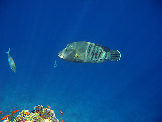 포토 JPG 해외이미지 바다 자연 휴가 휴식 바닥 이집트 어류 사람없음 빨간색 물 여름 수중 수영 스노클링 산호 다이빙 암초 깊이 이국적 해외202004 해외포토 자연요소 계절 컬러 컨셉 아프리카 수중동물 수상스포츠 자포동물 생태계 수중스포츠 파일형식 이미지허브