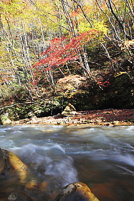 포토 JPG 해외이미지 나무 식물 계절 아시아 단풍 잎 자연 산 풍경 사람없음 야외 목재 강 컬러풀 노란색 일본 가을 개울 숲 수평선 해외202004 해외포토 나라 컬러 재료 생태계 파일형식 이미지허브