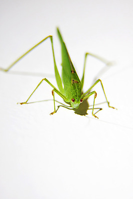 포토 JPG 해외이미지 동물 1 야생동물 곤충 절지류 날개 자연 생물 안테나 앉기 사람없음 초록색 머리 점프 닫기 벌레 작음 메뚜기 내추럴 동물상 해외202004 해외포토 컬러 통신 모션 신체부위 조형물 크기 생태계 파일형식 이미지허브