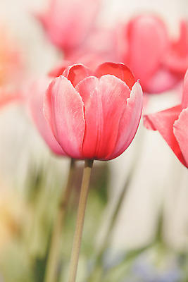 포토 JPG 해외이미지 식물 계절 공원 기념일 꽃잎 꽃 분홍색 꽃다발 백그라운드 꽃무늬 밭 자연 기념 선물 사람없음 야외 장식 빨간색 여름 컬러풀 햇빛 태양 정원 봄 활발 튤립 벚꽃 축하 인사 우아함 시원함 4월 배열 질감 부드러움 내추럴 해외202004 해외포토 자연요소 공공시설 컬러 컨셉 무늬 농업 이벤트 예절 감각 날짜 생태계 파일형식 이미지허브