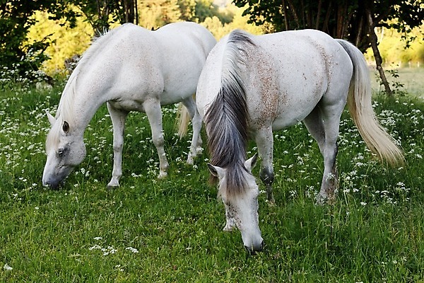 포토 JPG 해외이미지 나무 동물 행복 야생동물 음식 밭 포유류 자연 건강 서기 풍경 사람없음 초록색 여름 반려동물 태양 농장 머리 봄 목장 회색 자유 흰색 시골 승마 우아함 저녁 방목 먹기 갈기 내추럴 무료 밭일 아랍어 찰과상 해외202004 해외포토 자연요소 식물 계절 감정 스포츠 컬러 컨셉 농업 모션 신체부위 축산업 상처 야간 생태계 파일형식 이미지허브