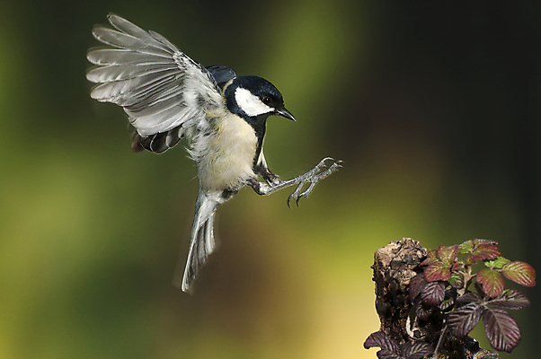 포토 JPG 해외이미지 나무 동물 공원 유럽 얼굴 야생동물 포즈 백그라운드 겨울 날개 자연 조류 앉기 사람없음 목재 컬러풀 노란색 정원 봄 가을 나뭇가지 관찰 스페인 숲 작음 큼 속도 부엉이 서식지 내추럴 해외202004 해외포토 식물 계절 공공시설 나라 컬러 재료 모션 신체부위 크기 생태계 파일형식 이미지허브
