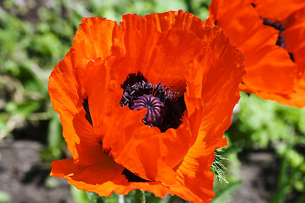 포토 JPG 해외이미지 식물 1 디자인 계절 꽃잎 꽃 백그라운드 꽃무늬 밭 자연 사람없음 야외 장식 빨간색 초록색 여름 빛 컬러풀 정원 봄 들꽃 벚꽃 시골 신선 심볼 싱글 양귀비 내추럴 해외202004 해외포토 컬러 무늬 농업 생태계 파일형식 이미지허브
