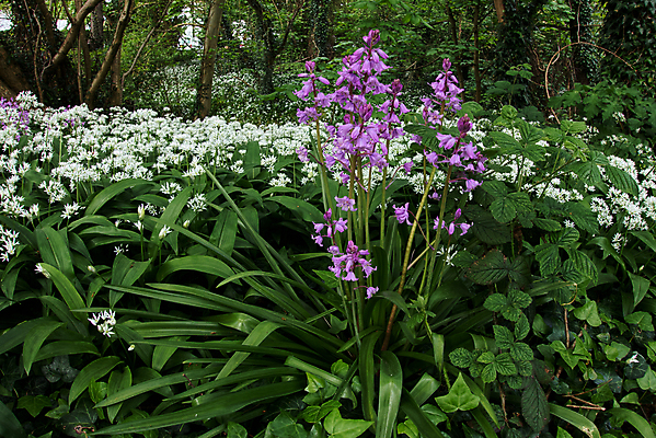 포토 JPG 해외이미지 나무 식물 꽃 줄기 분홍색 꽃무늬 자연 영국 웨일즈 풍경 사람없음 초록색 카펫 개화 역사 숲 큼 내추럴 블루벨 삼림지대 해외202004 해외포토 유럽 컬러 무늬 크기 생태계 파일형식 이미지허브