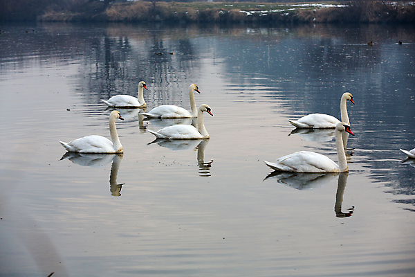 포토 JPG 해외이미지 주간 호수 여러마리 사람없음 야외 백조 해외202004 해외포토 자연요소 다수 조류 파일형식 이미지허브