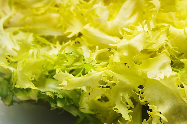 포토 JPG 해외이미지 식물 음식 백그라운드 잎 농업 다이어트 채소 자연 건강 사람없음 야외 초록색 여름 샐러드 흰색 아기 신선 상추 채식주의자 치커리 해외202004 해외포토 계절 산업 컬러 사람 생태계 채식 파일형식 이미지허브