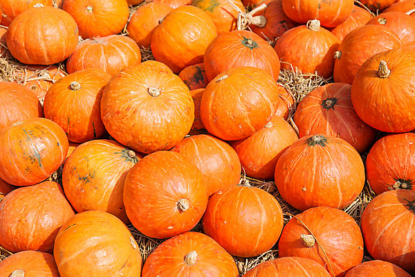 포토 JPG 해외이미지 계절 음식 겨울 채소 오렌지 태국 호박 휴가 사람없음 빨간색 농장 할로윈 수확 가을 볏짚 큼 밀짚 거인 스쿼시 대서양 많음 해외202004 해외포토 아시아 스포츠 바다 컬러 컨셉 농업 과일 구기 짚 크기 파일형식 이미지허브