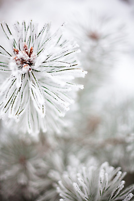 포토 JPG 해외이미지 나무 식물 공원 백그라운드 잎 크리스마스 겨울 자연 새로움 사람없음 정원 냉동 얼음 추위 백발 흰색 나뭇가지 소나무 숲 발사 크리스탈 연도 허브 질감 서리 상록수 침엽수 전나무 내추럴 가문비나무 해외202004 해외포토 자연요소 헤어스타일 계절 공공시설 기념일 컬러 컨셉 광석 생태계 파일형식 이미지허브