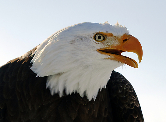 포토 JPG 해외이미지 주간 야생동물 사람없음 야외 독수리 흰머리독수리 해외202004 해외포토 자연요소 동물 조류 파일형식 이미지허브