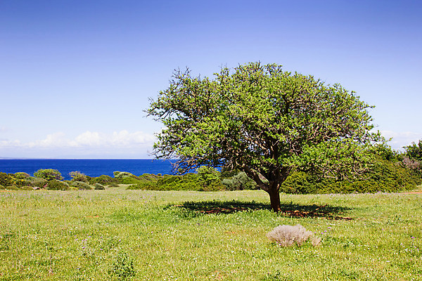 포토 JPG 해외이미지 나무 구름 바다 섬 자연 산 풍경 사람없음 관광지 맑음 그리스 언덕 해외202004 해외포토 자연요소 식물 유럽 여행 날씨 생태계 파일형식 이미지허브
