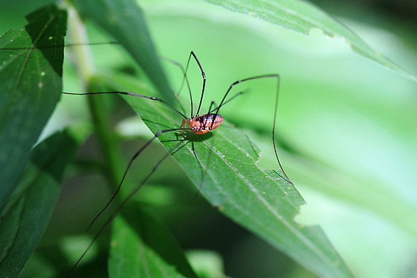 포토 JPG 해외이미지 동물 야생동물 곤충 잎 자연 생물 사람없음 야외 갈색 정원 아빠 닫기 벌레 큼 묘사 육식동물 거미 사냥꾼 내추럴 동물상 오싹 해외202004 해외포토 식물 직업 컬러 가족 모션 조형물 크기 생태계 파일형식 이미지허브