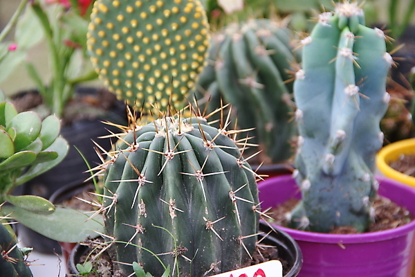 포토 JPG 해외이미지 식물 공원 백그라운드 잎 꽃무늬 패턴 자연 추상 선인장 종류 선물 풍경 사람없음 야외 장식 초록색 컬러풀 상점 정원 놀이방 사막 흰색 신선 냄비 소프트포커스 작음 내추럴 심기 알로에 이국적 해외202004 해외포토 공공시설 꽃 컬러 무늬 모션 촬영기법 솥 크기 생태계 파일형식 이미지허브