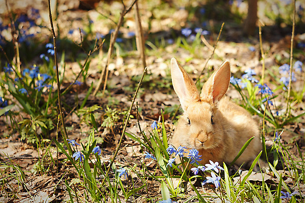 포토 JPG 해외이미지 주간 한마리 응시 꽃 앉기 사람없음 야외 토끼 해외포토 자연요소 식물 1 시선 포유류 모션 반려동물 파일형식 이미지허브
