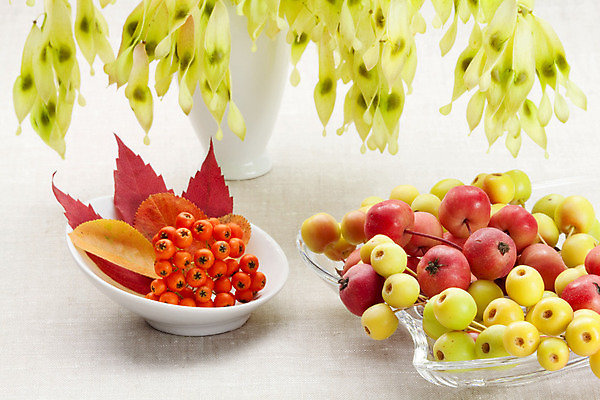 포토 JPG 해외이미지 계절 꽃 음식 꽃다발 잎 다이어트 과일 자연 탁자 건강 사람없음 빨간색 초록색 여름 정원 식사 맛 사과 먹기 내추럴 강렬 숙성 해외202004 해외포토 식물 컬러 가구 컨셉 모션 생태계 파일형식 이미지허브