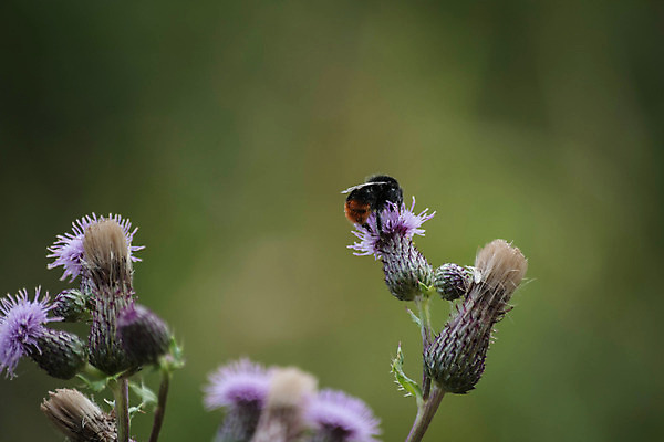 포토 JPG 해외이미지 식물 꽃 곤충 자연 사람없음 시골 행운 숲 멸종 해외202004 해외포토 동물 컨셉 생태계 파일형식 이미지허브