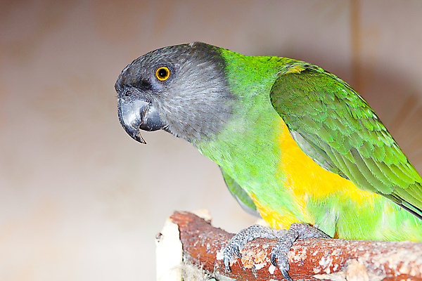 포토 JPG 해외이미지 동물 1 응시 남자 행복 야생동물 백그라운드 날개 오렌지 장난 자연 조류 생물 서기 사람없음 초록색 파란색 반려동물 컬러풀 사무실 펜 노란색 머리 검은색 회색 깃털 부리 앵무새 슛 노려봄 멀티 이국적 잉꼬 해외202004 해외포토 시선 감정 컬러 과일 비즈니스 모션 표정 사람 신체부위 필기구 생태계 파일형식 이미지허브