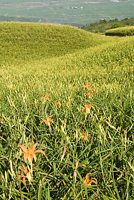 포토 JPG 해외이미지 식물 꽃 잎 꽃무늬 밭 농업 오렌지 자연 산 풍경 사람없음 야외 초록색 파란색 컬러풀 햇빛 농장 농경지 노란색 환경 침묵 목장 활발 벚꽃 시골 신선 호랑이 백합 땅 대만 언덕 장면 내추럴 밭일 수평선 해외202004 해외포토 산업 아시아 컬러 컨셉 무늬 과일 포유류 태양 소리 생태계 파일형식 이미지허브