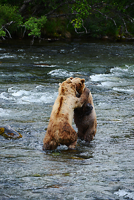 포토 JPG 해외이미지 주간 야생동물 두마리 곰 사람없음 야외 강 싸움 사나움 해외포토 자연요소 동물 2 포유류 모션 파일형식 이미지허브