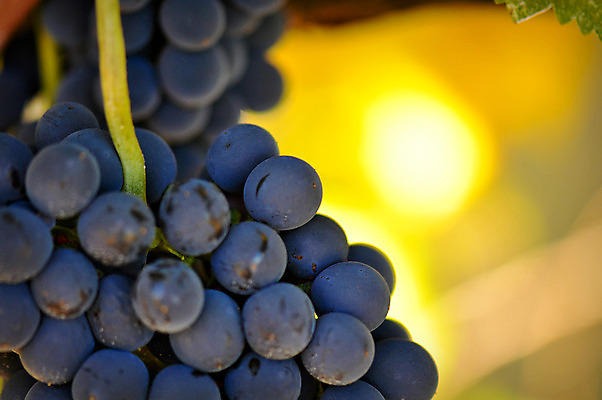 포토 JPG 해외이미지 식물 라이프스타일 계절 열매 음료 음식 백그라운드 잎 농업 과일 자연 포도 건강 사람없음 장식 빨간색 초록색 농장 와인 정원 보라색 수확 성장 흰색 시골 신선 맛 다발 질감 포도밭 장면 포도나무 내추럴 밭일 양조장 해외202004 해외포토 산업 컬러 컨셉 밭 주류 생활 과일나무 생태계 파일형식 이미지허브