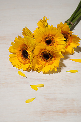 포토 JPG 해외이미지 꽃잎 해바라기 실내 사람없음 하이앵글 오브젝트 나무배경 해외202004 해외포토 꽃 뷰포인트 백그라운드 내부 파일형식 이미지허브