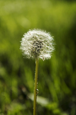 포토 JPG 해외이미지 식물 구름 계절 꽃 백그라운드 잎 꽃무늬 밭 자연 벽지 하늘 풍경 잔디 사람없음 야외 초록색 여름 파란색 햇빛 태양 노란색 환경 정원 맑음 침묵 봄 벚꽃 흰색 시골 신선 민들레 땅 장면 솜털 내추럴 수평선 해외202004 해외포토 자연요소 컬러 무늬 농업 날씨 소리 생태계 파일형식 이미지허브