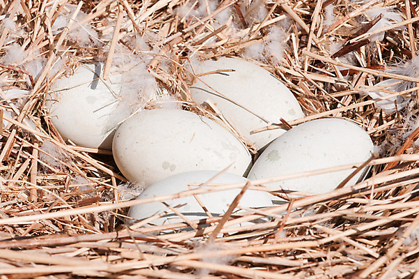 포토 JPG 해외이미지 조류 사람없음 계란 껍질 둥지 큼 백조 해외202004 해외포토 동물 알 크기 파일형식 이미지허브