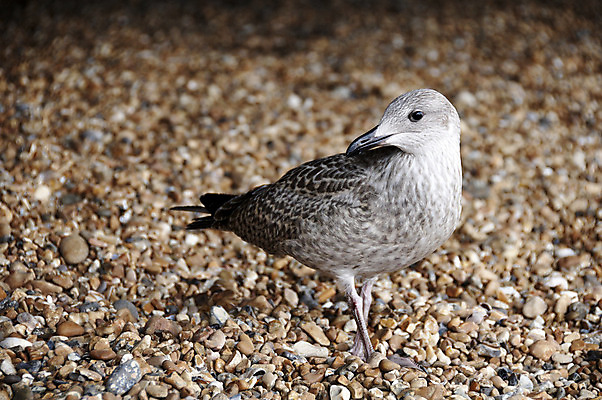 포토 JPG 해외이미지 야생동물 날개 자연 갈매기 조류 해변 사람없음 야외 여름 회색 조약돌 바위 흰색 깃털 엽서 해외202004 해외포토 동물 계절 바다 컬러 돌_바위 편지 생태계 파일형식 이미지허브