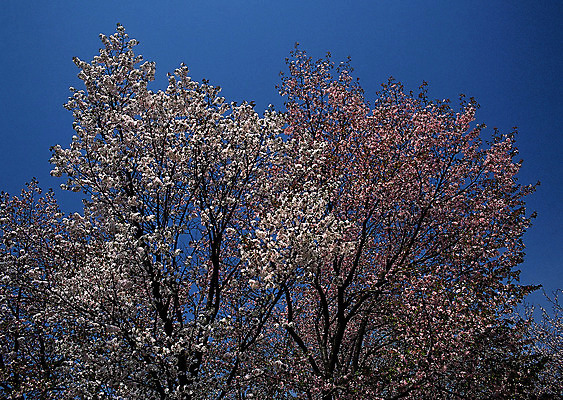 포토 JPG 해외이미지 나무 식물 구름 계절 공원 도로 길 여행 백그라운드 밭 오렌지 자연 하늘 날씨 풍경 잔디 사람없음 야외 초록색 여름 빛 햇빛 태양 농장 노란색 평화 일출 환경 정원 맑음 일몰 흙 봄 안개 광선 흰색 시골 신선 떨어짐 숲 땅 언덕 장면 넘어짐 땅바닥 방법 생태학 수평선 해외202004 해외포토 자연요소 공공시설 교육 컬러 컨셉 농업 과일 교통시설 모션 바닥 노을 생태계 파일형식 이미지허브