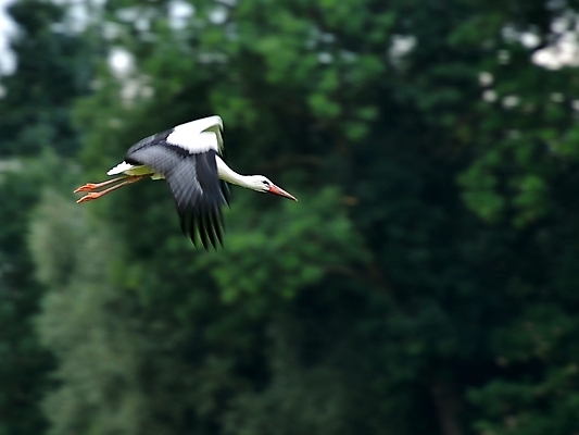 포토 JPG 해외이미지 나무 동물 야생동물 날개 조류 사람없음 초록색 검은색 흰색 깃털 황새 해외202004 해외포토 식물 컬러 파일형식 이미지허브