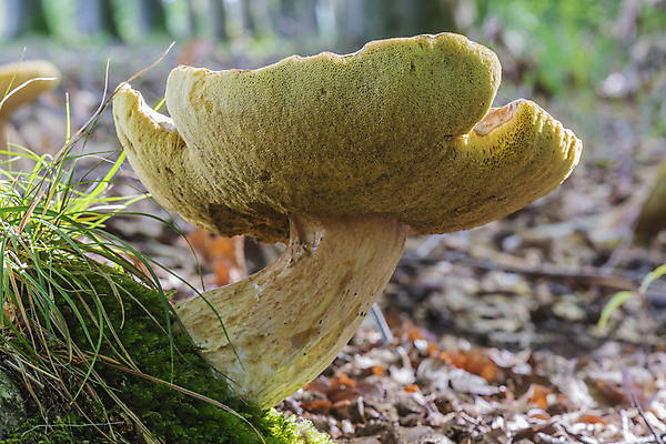 포토 JPG 해외이미지 잎 사람없음 초록색 컬러풀 갈색 노란색 버섯 가을 나뭇가지 구멍 철강 해외202004 해외포토 나무 식물 계절 컬러 파일형식 이미지허브