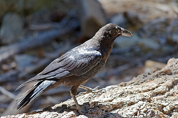 포토 JPG 해외이미지 나무 동물 백그라운드 농업 날개 곰 자연 조류 아침 생물 미술 사람없음 농장 검은색 어둠 할로윈 덮개 가을 죽음 무서움 가득함 깃털 부리 박쥐 애니메이션 까마귀 고딕 고립 해외202004 해외포토 주간 식물 계절 감정 산업 컬러 포유류 문화예술 뚜껑 생태계 파일형식 이미지허브