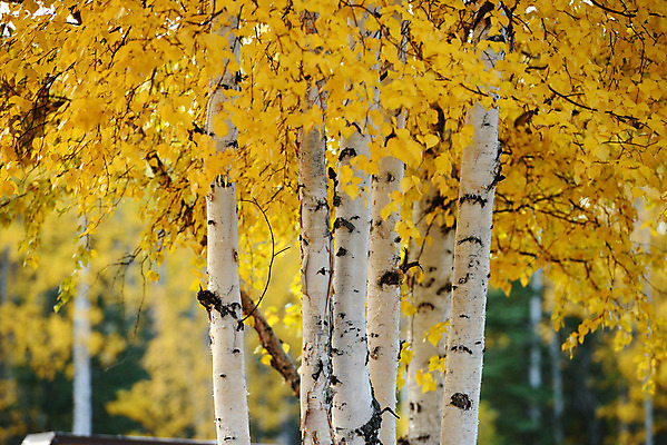 포토 JPG 해외이미지 나무 계절 공원 잎 오렌지 자연 풍경 사람없음 노란색 가을 황금 숲 알래스카 해외202004 해외포토 식물 공공시설 컬러 과일 미국 생태계 파일형식 이미지허브
