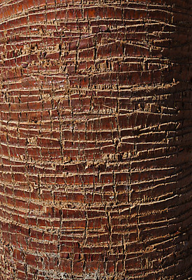 포토 JPG 해외이미지 나무 식물 섬 백그라운드 패턴 자연 사람없음 야외 장식 햇빛 갈색 평화 정원 맑음 침묵 원형 지중해 질감 나무껍질 내추럴 카피스페이스 해외202004 해외포토 도형 바다 컬러 컨셉 무늬 날씨 태양 소리 공백 껍질 생태계 파일형식 이미지허브