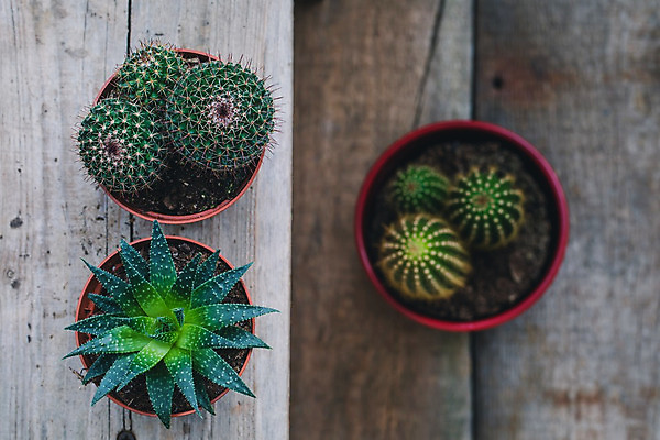 포토 JPG 해외이미지 나무 식물 꽃 백그라운드 자연 탁자 멕시코 선인장 주택 사람없음 목재 장식 초록색 여름 파란색 빛 우주 정원 흙 사막 성장 신선 가시 냄비 척추 묘사 원예 질감 날카로움 뿌리 부추 내추럴 고립 심기 특별함 생존 현실 해외202004 해외포토 계절 컬러 가구 컨셉 북아메리카 채소 재료 모션 뼈 취미 건물 솥 생태계 파일형식 이미지허브