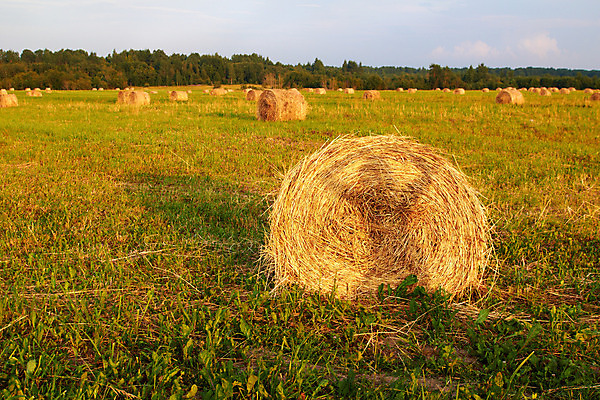 포토 JPG 해외이미지 식물 구름 음식 줄기 포즈 밭 농업 자연 하늘 건조 그림자 옥수수 풍경 사람없음 야외 여름 파란색 농작물 태양 농장 쌓기 가을 시골 원형 황금 볏짚 숲 먹이 낟알 땅 자르기 밀 보리 롤 철조망 패키지 뭉치 밀짚 내추럴 호밀 해외202004 해외포토 자연요소 도형 계절 산업 컬러 모션 곡류 짚 생태계 파일형식 이미지허브